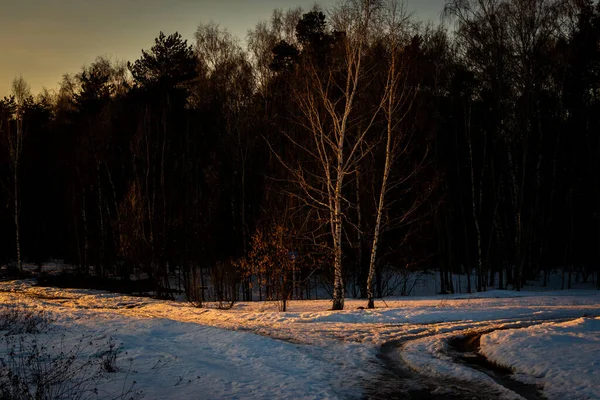 雪と木の美しい冬の風景 — ストック写真