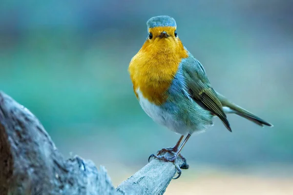 Eine Nahaufnahme Eines Niedlichen Vogels — Stockfoto