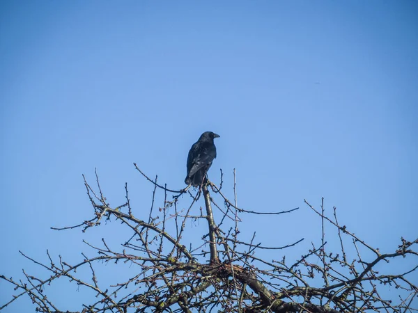 Vogel Auf Dem Baum — Stockfoto