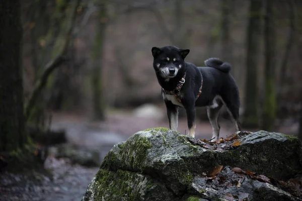 Dog Forest Nature Background — Stock Photo, Image