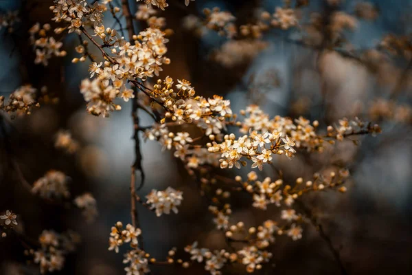 Hermoso Plano Botánico Fondo Pantalla Natural — Foto de Stock