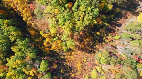 Sonbahar Mevsiminde Ormanın Havadan Görünüşü — Stok fotoğraf
