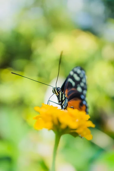 Mariposa Una Flor — Foto de Stock