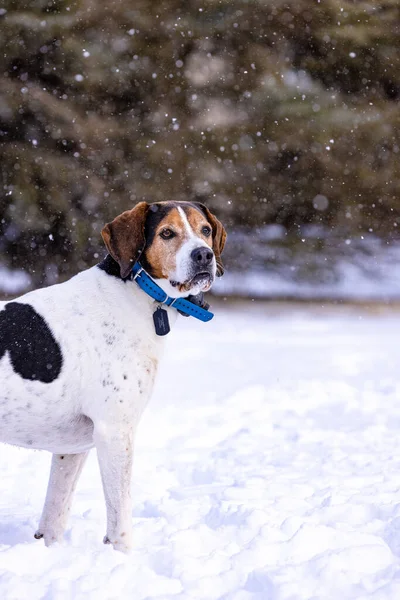 Cão Beagle Neve — Fotografia de Stock