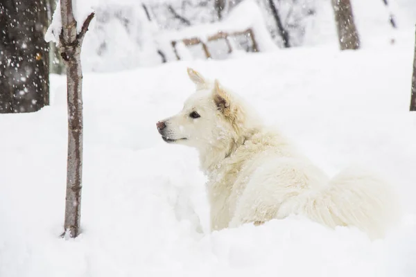 Vit Hund Snön — Stockfoto