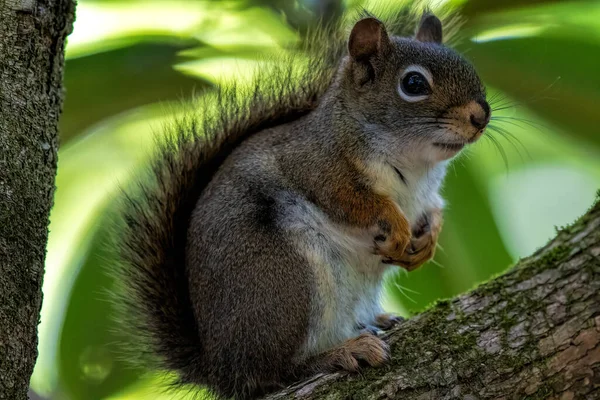 Esquilo Árvore Fundo Natureza — Fotografia de Stock