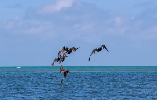 Seagull Flying Sea — Stock Photo, Image