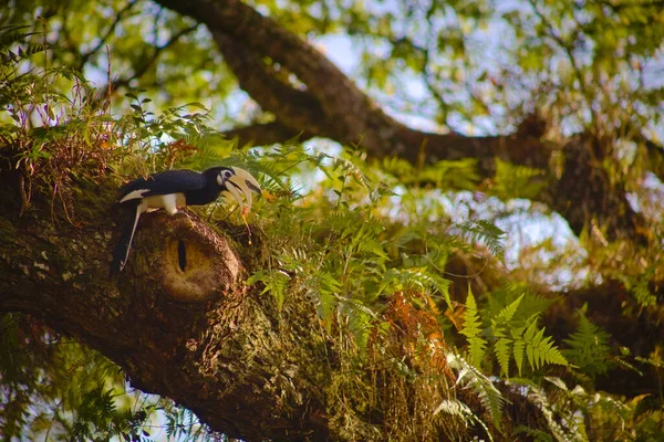 Uccello Nel Nido Albero Nella Foresta — Foto Stock