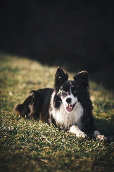 Portrait Cute Dog Nature Background — Stock Photo, Image