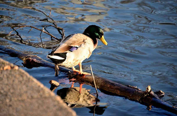 Ente Auf Dem See — Stockfoto