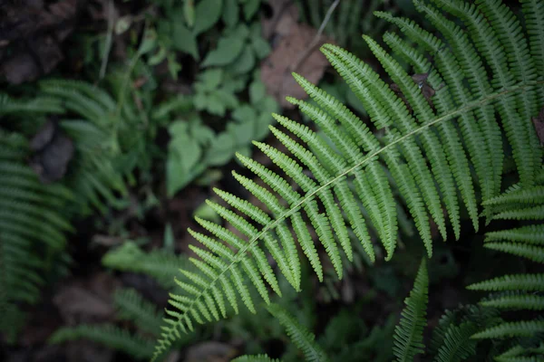 Groene Varen Bladeren Het Bos Natuur Achtergrond — Stockfoto