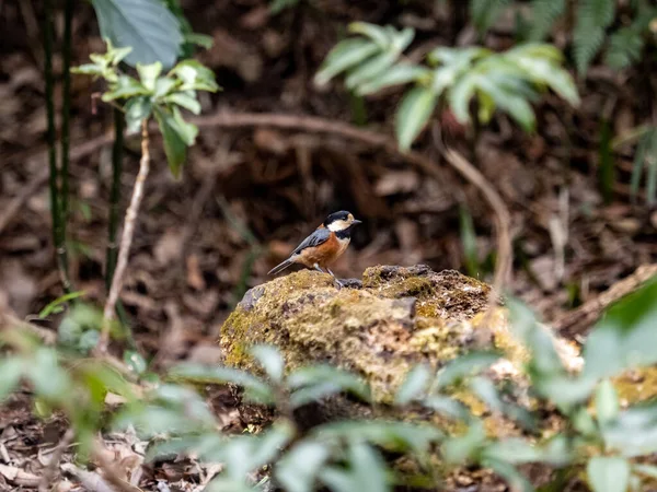 Nahaufnahme Eines Niedlichen Vogels Wald — Stockfoto