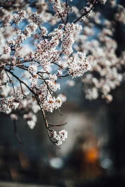 Bela Árvore Cereja Florescendo Primavera — Fotografia de Stock