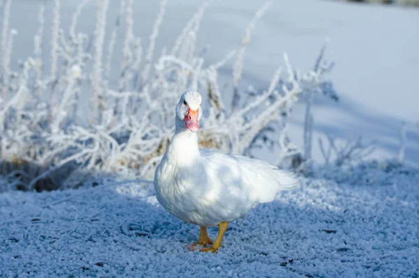 Λευκή Χήνα Στο Χιόνι Και Στο Φόντο Της Φύσης — Φωτογραφία Αρχείου