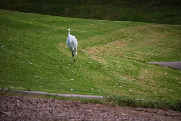 Biały Bocian Chodzi Zielonej Trawie — Zdjęcie stockowe
