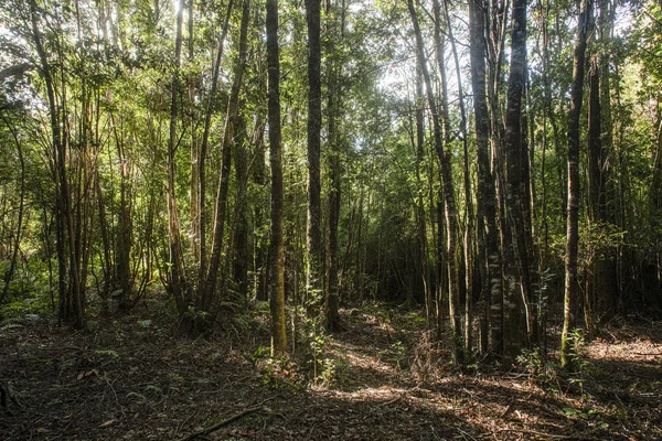 Bosque Por Mañana Hermosos Pinos Bosque Primavera — Foto de Stock