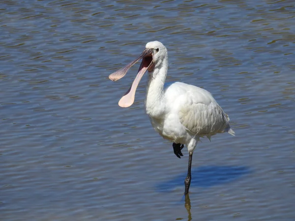 Garza Blanca Agua — Foto de Stock