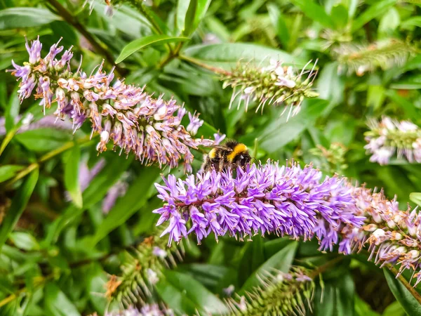 Abeille Sur Les Fleurs Sur Fond Nature — Photo