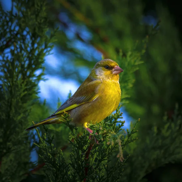 Bir Ağacın Dalında Bir Kuş Oturuyor — Stok fotoğraf