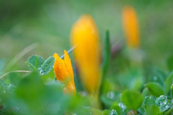 Flores Amarillas Jardín Sobre Fondo Natural —  Fotos de Stock