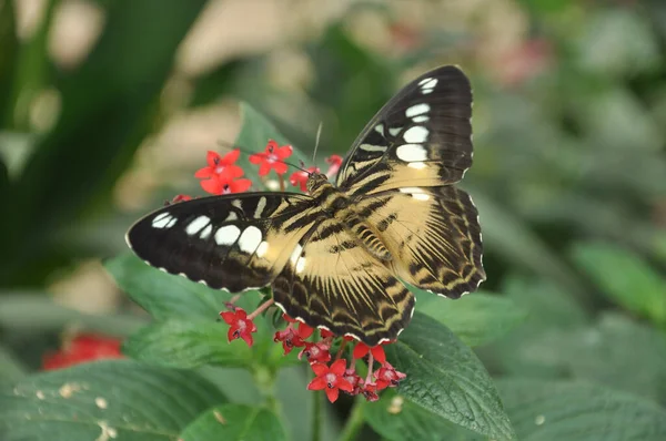 Krásný Motýl Květině — Stock fotografie