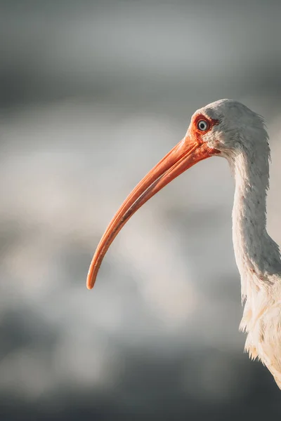 Sudaki Beyaz Bir Pelikanın Yakın Plan Fotoğrafı — Stok fotoğraf