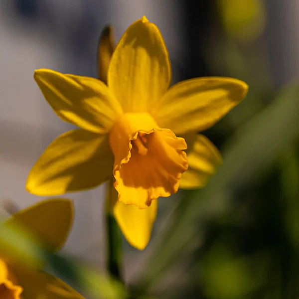 Gelbe Narzissenblüte Garten — Stockfoto