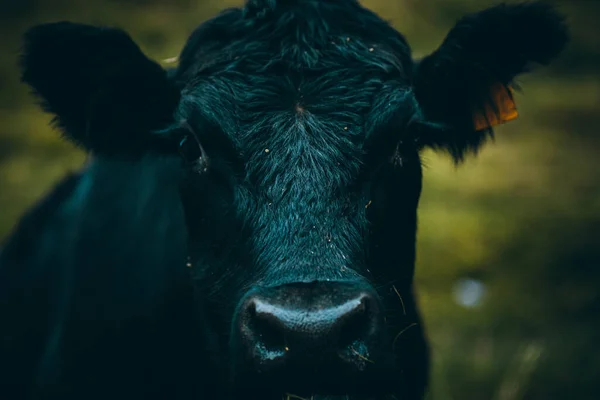 Fekete Tehén Egy Zöld Mező Természet Háttér — Stock Fotó