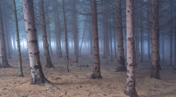 朝の美しい森 — ストック写真