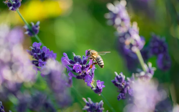 Abeille Ramassant Pollen Sur Une Fleur Sur Fond Nature — Photo