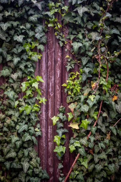 Zöld Borostyán Levelek Egy Falon — Stock Fotó