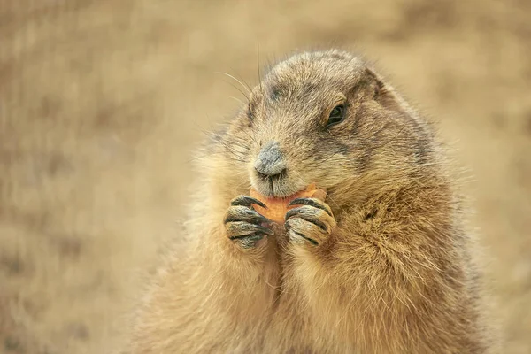 Een Close Shot Van Een Schattige Bruine Eekhoorn — Stockfoto