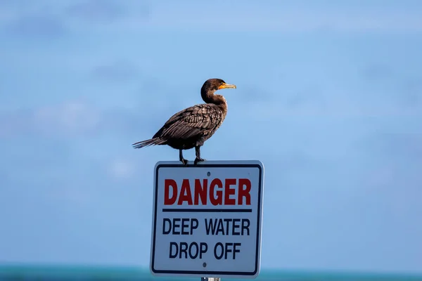 Una Gaviota Una Playa Con Fondo Blanco — Foto de Stock