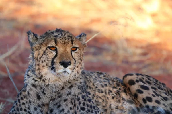 Afrika Nın Bozkırında Çita — Stok fotoğraf