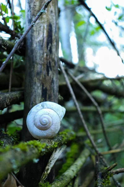 蜗牛爬行在树上关于大自然的背景 — 图库照片