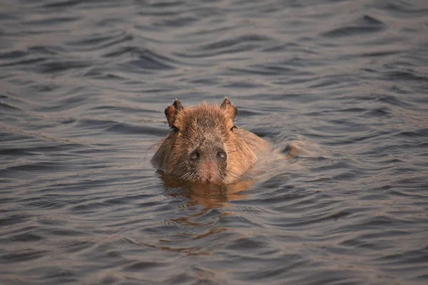 Gros Plan Capybara Brun Dans Eau — Photo