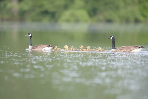 Patos Salvajes Agua — Foto de Stock