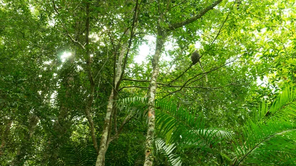 Forêt Verte Dans Jungle Sur Fond Nature — Photo