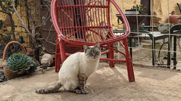 Кіт Біля Стільця Фоні Крупним Планом — стокове фото