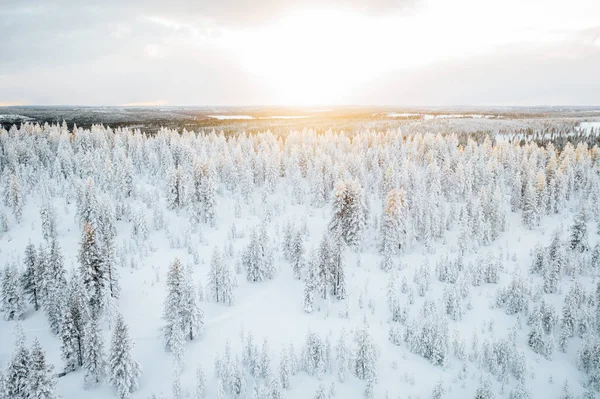 雪に覆われた木々の冬の風景 — ストック写真