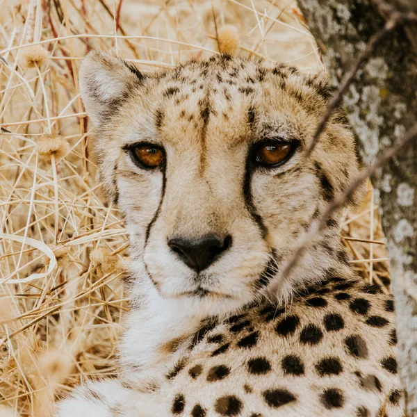 Close Cheetah Savannah Africa — Stock Photo, Image