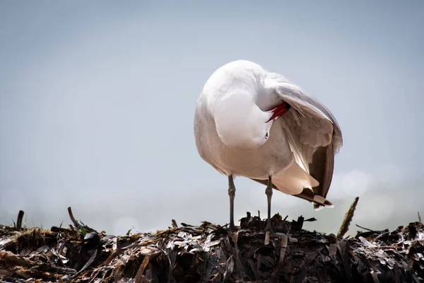Cicogna Bianca Sulla Spiaggia Sullo Sfondo Della Natura — Foto Stock