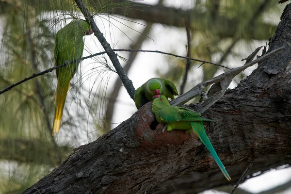 Kuşlar Bir Ağacın Dalında Oturuyor — Stok fotoğraf