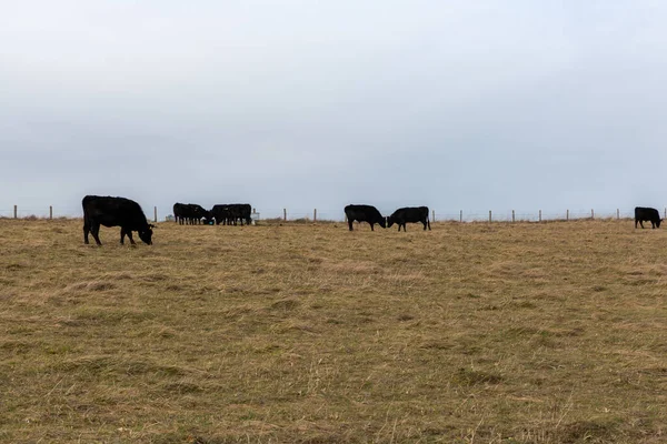Herd Cows Grazing Pasture — Stock Photo, Image