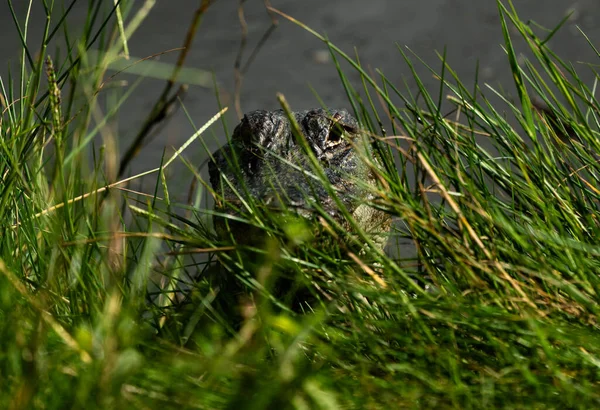 Zöld Krokodil Erdőben Természetben Háttér — Stock Fotó