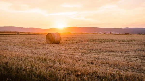 Sunset Field Wheat Nature Background — 스톡 사진