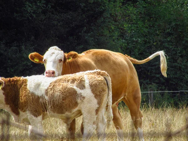 Vaca Pasto —  Fotos de Stock