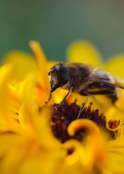 蜜蜂落在花朵上 以大自然为背景 — 图库照片