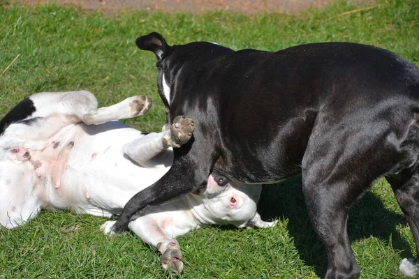 草の上で遊んでいる黒と白の犬は — ストック写真