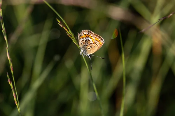 Motyl Kwiatku — Zdjęcie stockowe